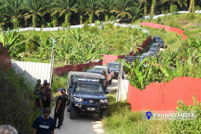 DUA PEKEBUN HARAM MUSANG KING DITAHAN, CEROBOH HUTAN SIMPAN KEKAL