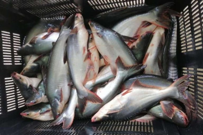 INDUSTRI AKUAKULTUR PAHANG TERUS BERKEMBANG