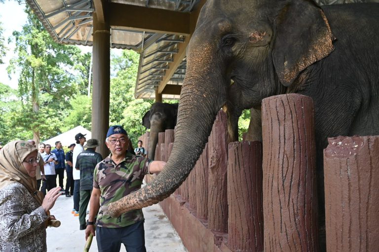 PUSAT KONSERVASI HARIMAU DAN GAJAH DI LANCHANG ASET PELANCONGAN BERTARAF DUNIA- KDPB SULTAN PAHANG