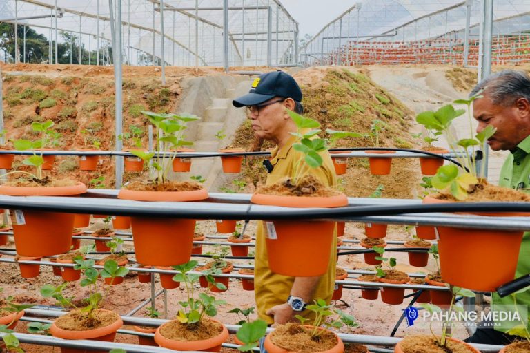 PKPP STRAWBERRY VILLAGE DAPAT TARIK LEBIH RAMAI PELANCONG KE CAMERON HIGHLANDS