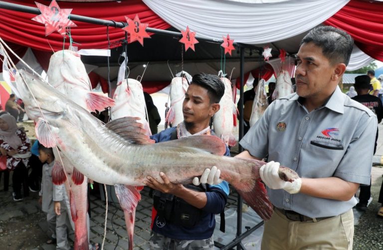 TINDAKAN TEGAS DI AMBIL TERNAK, MEMILIKI, SIMPAN SPESIS IKAN ASING TERUTAMA BAUNG EKOR MERAH