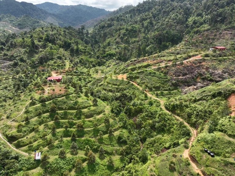 KERAJAAN NEGERI ARAH MUSNAH POKOK DURIAN HARAM DI SUNGAI PERDAK