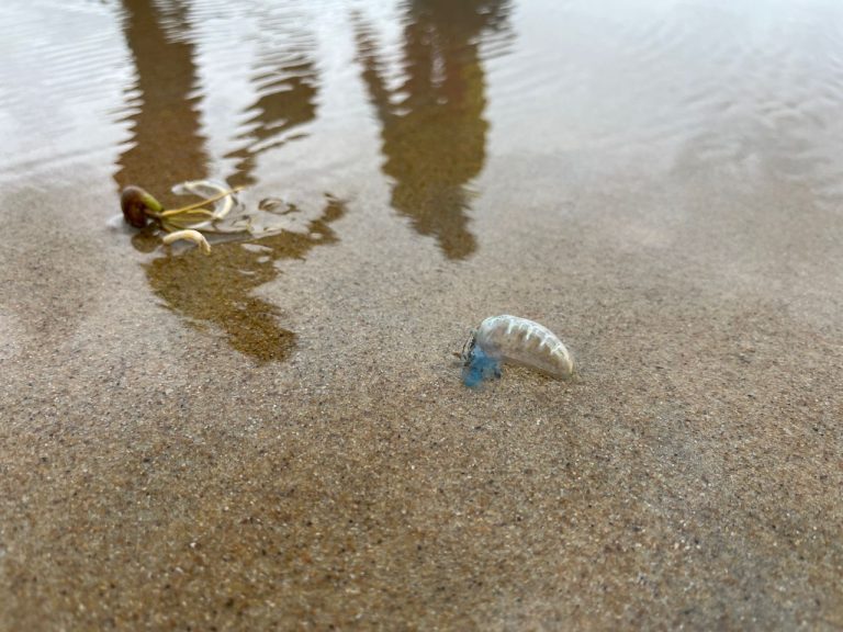 PENGUNJUNG PANTAI HIBURAN ROMPIN DINASIHATKAN BERHATI-HATI KEHADIRAN OBOR-OBOR BERACUN
