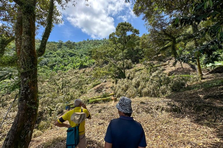 OPERASI KEBUN HARAM : POLIS TERIMA TIGA LAPORAN