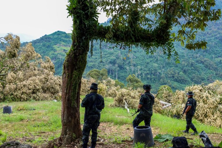 OPERASI KEBUN HARAM : POLIS TERIMA 22 LAPORAN HARI INI