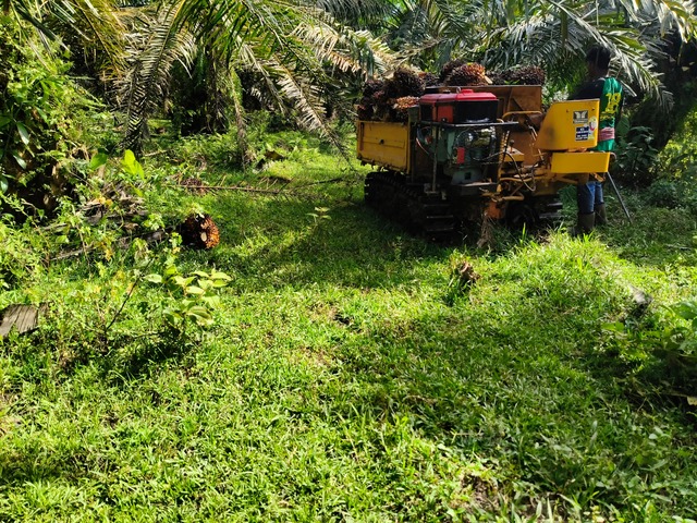 TIGA WARGA ASING DITAHAN PINDAHKAN HASIL SAWIT SECARA HARAM DI TEMERLOH