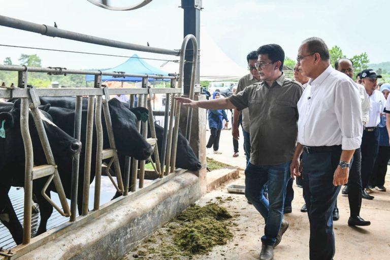 Pahang perkukuh sektor agromakanan negeri, sasar tambah 4,000 lembu menjelang akhir tahun