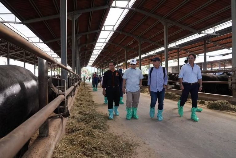100 kerbau tenusu bakal perkasa Lembah Tenusu Pahang Barat