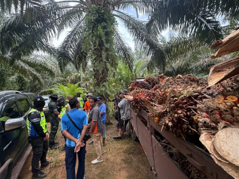 Kerajaan Pahang rugi RM387.8 juta akibat penerokaan haram HSK Tasek Bera